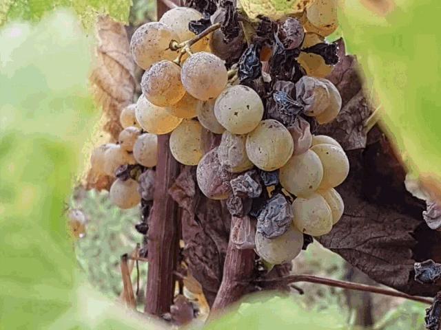 苏玳贵腐葡萄酒2瓶装多少钱,法国苏玳贵腐葡萄酒1998