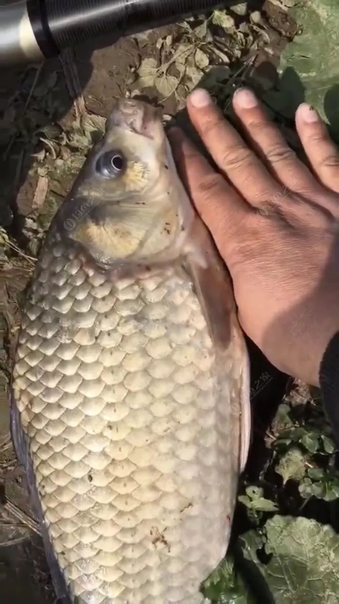 冬季长竿短线怎么选位,野钓长竿短线技巧和方法