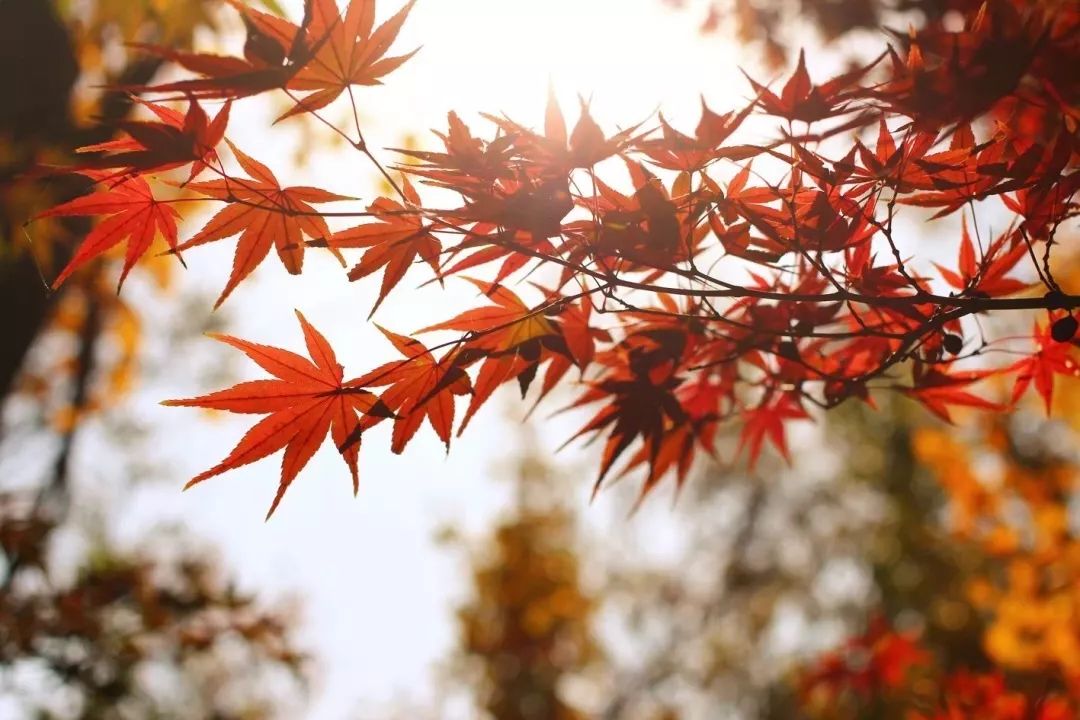 厉害了！再过不久，上海这些地方要“火”了！乘公共交通去围观