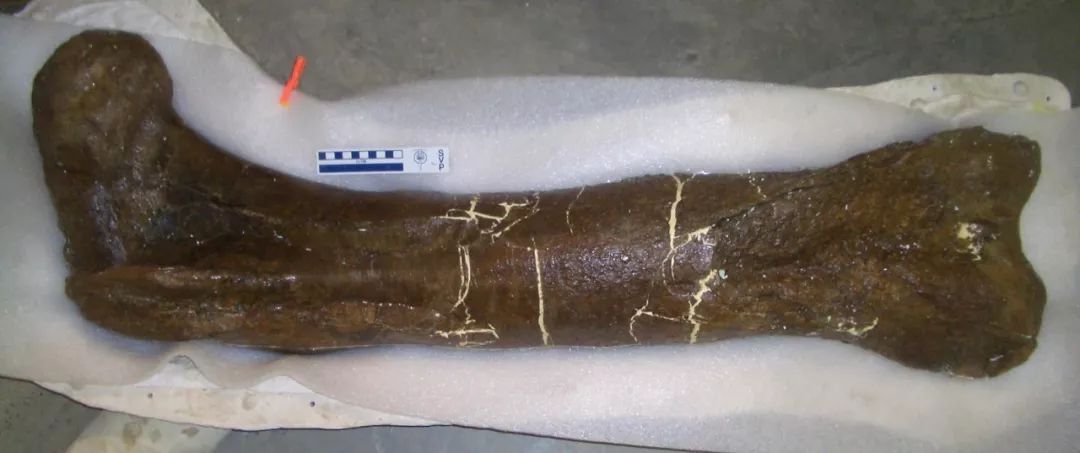 小盗龙偷蛋吗,小盗龙的真面目