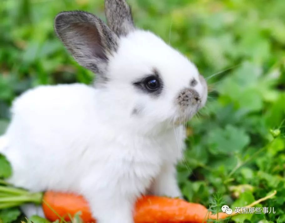 兔兔这么可爱为什么要吃它,兔兔这么可爱为什么要吃兔兔呢
