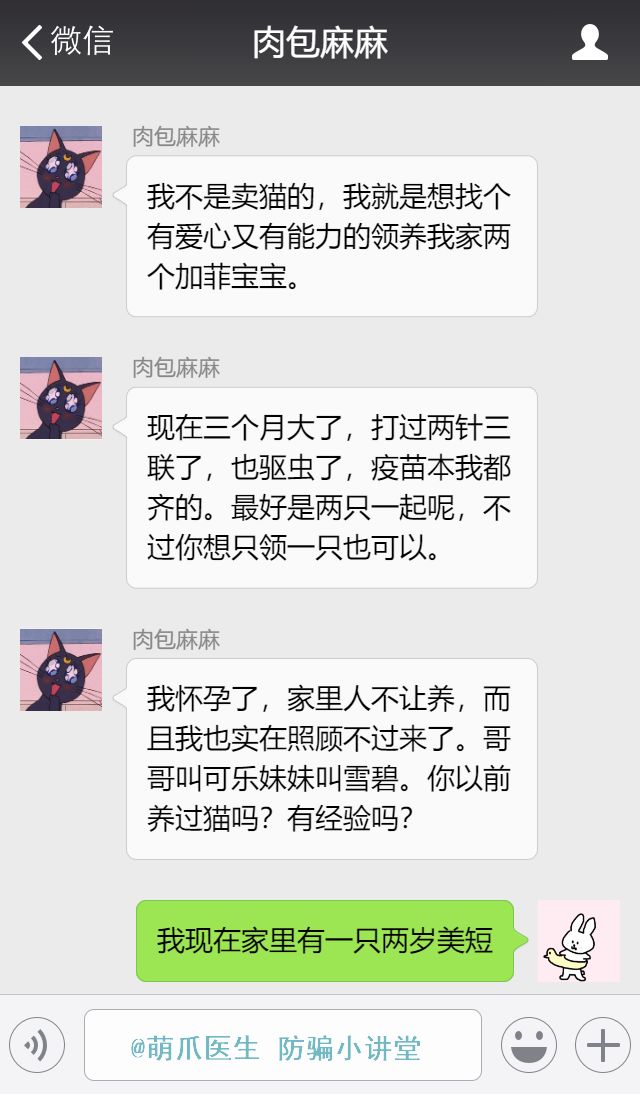 布偶猫多大可以领养,为什么不建议你领养布偶猫