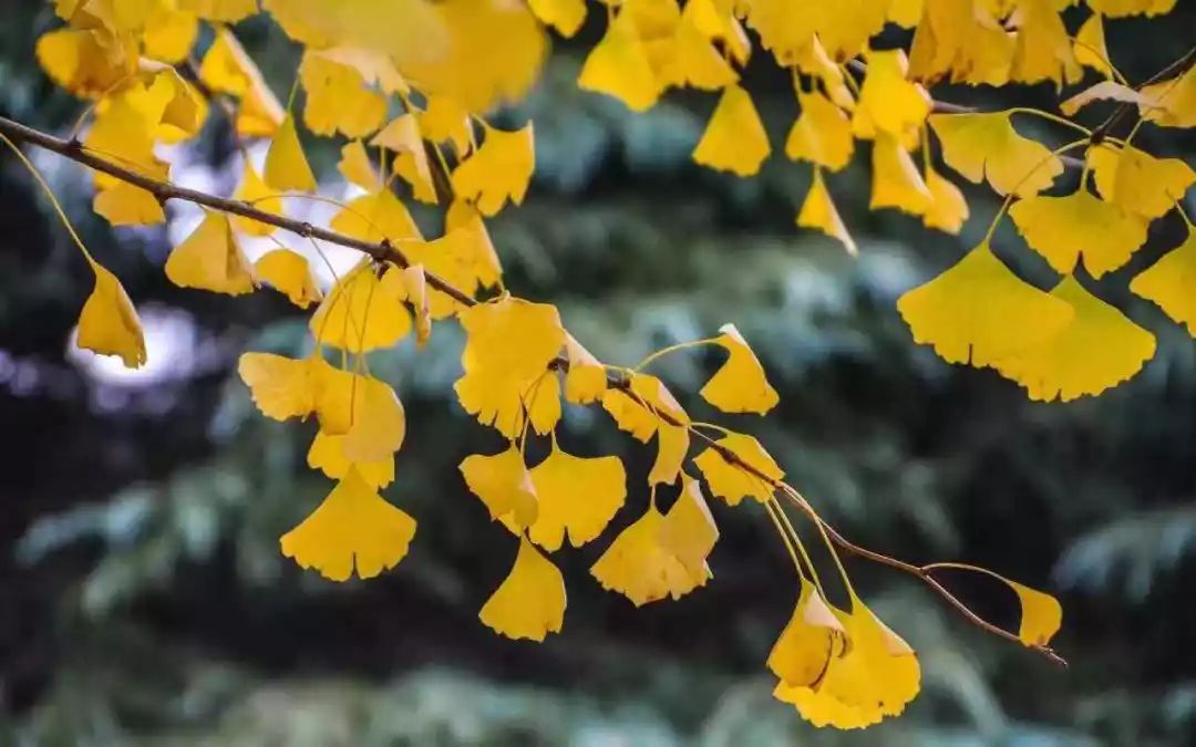 满城尽带黄金甲最美画面,满城尽带黄金甲拍摄地风景