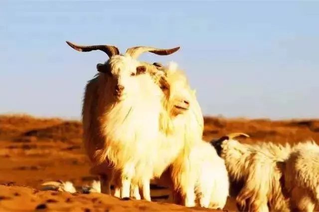 来自海拔1500米的阿尔巴斯白山羊绒围巾—羊绒界的“爱马仕”