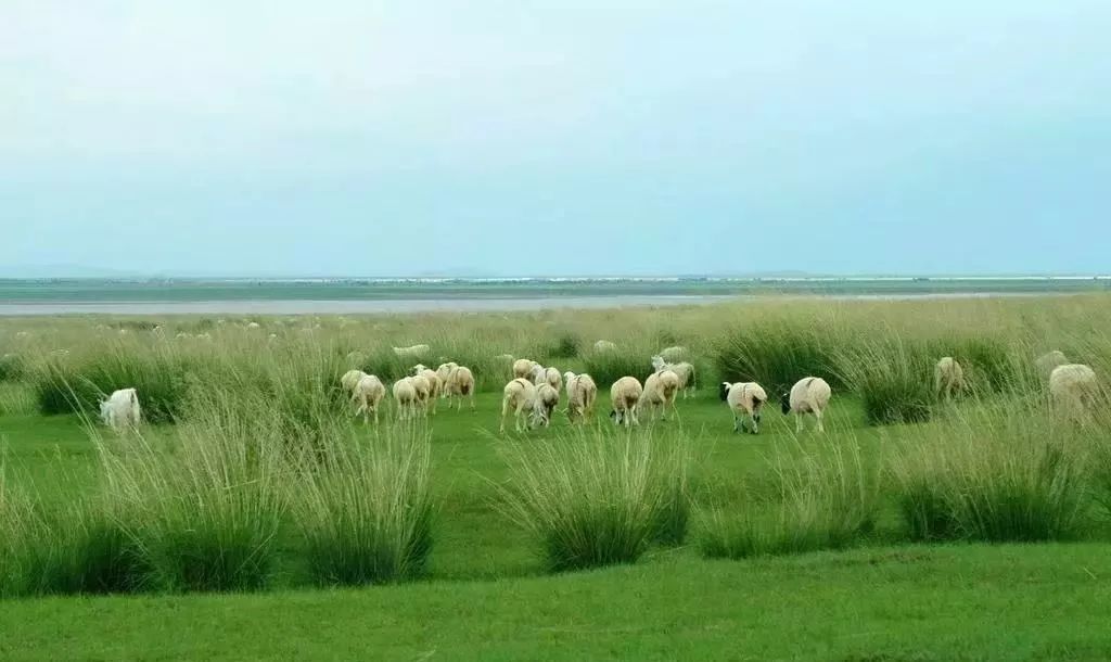 来自海拔1500米的阿尔巴斯白山羊绒围巾—羊绒界的“爱马仕”