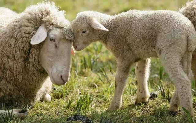 阿尔巴斯山羊绒围巾,阿尔卑斯山羊绒围巾