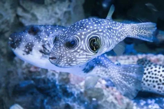 四川居然有一片蓝色海洋,成都蓝色海洋