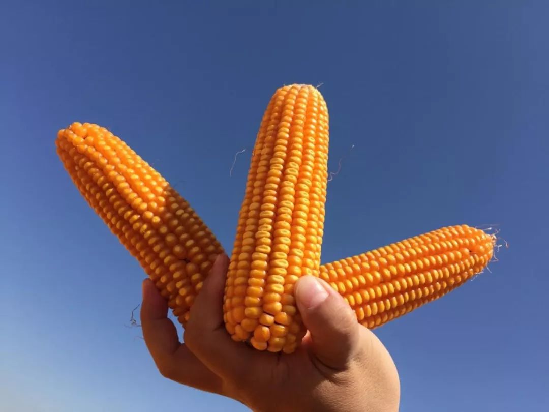 卖玉米怎样算玉米水分,干玉米和湿玉米水分的算法