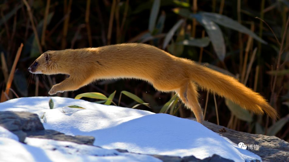 黄大仙很灵性,听说过黄大仙的故事