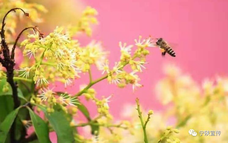 甜入心的宁陕“海棠蜜”……