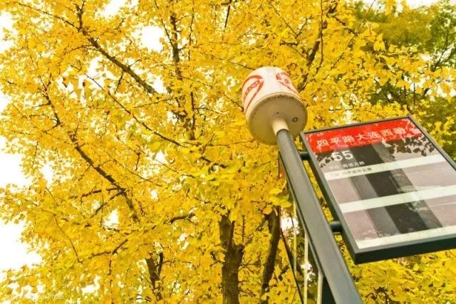 银杏打卡景点,成都周边打卡最美银杏观赏地