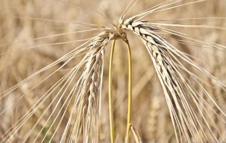 3d打印仿生面,3d打印仿生蜂鸟