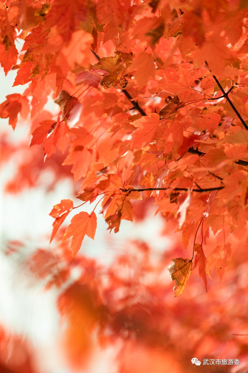 红叶最佳旅游地点武汉,武汉看红叶最好的地方