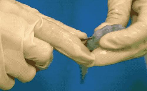 去虾头、开虾背、撕虾壳，剥虾仁的流水线长这样