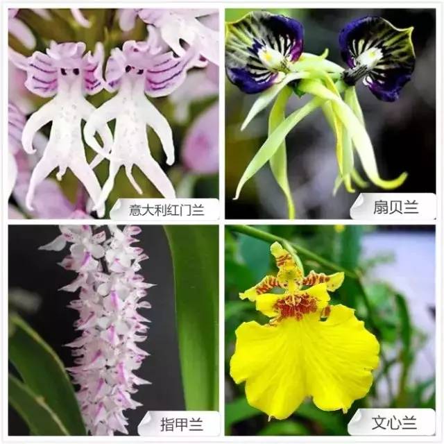 爱开花的兰花有哪些,春夏季开花的兰花种类大全