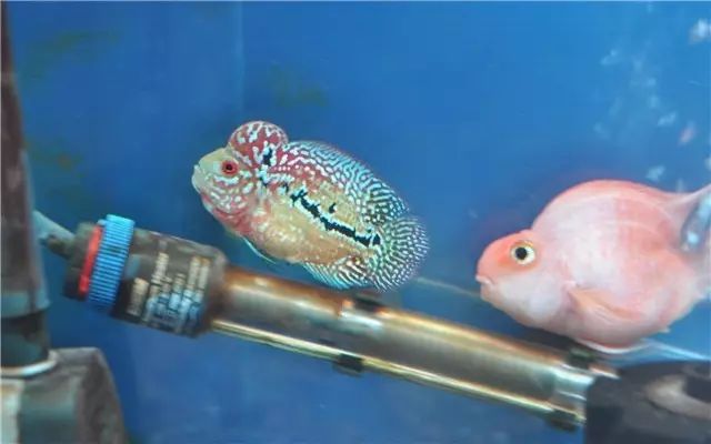 罗汉鱼苗养不出状态怎么办,罗汉鱼苗适合多大的缸饲养