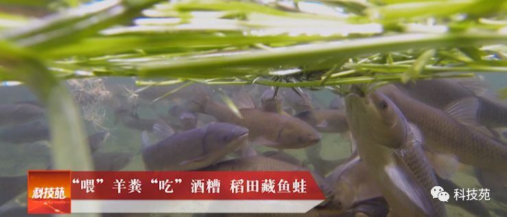 稻田吃活鱼,稻田里吃稻花鱼