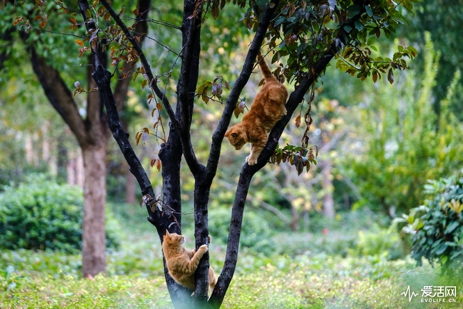 性价比之王富士x-t30无反相机推荐,富士xt3全面评测