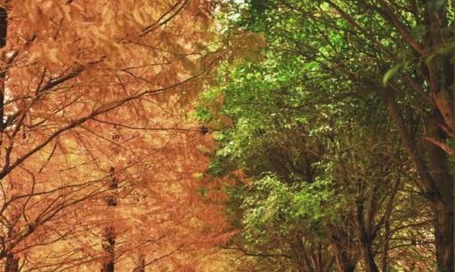 盘点那些美丽的校园时光,盘点那些美丽的校园