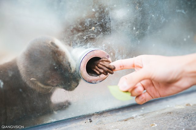 成都怎么玩一天一夜,如何在成都耍一天