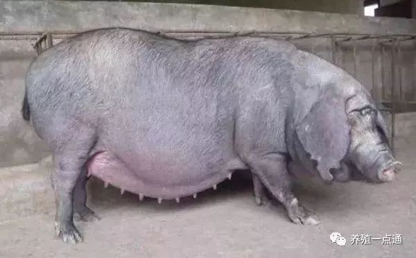 哺乳母猪饲养及管理技巧,饲养母猪的正确方式