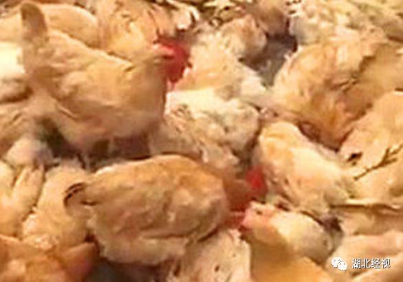 无耻!50岁男子诱拐17岁少女,跟妻子三人同居……|睡前嘿嘿嘿