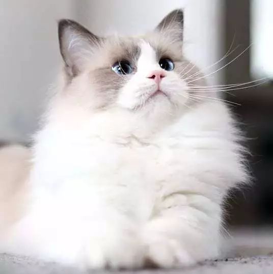 狗和猫智商哪个高,猫的智商到底有多高