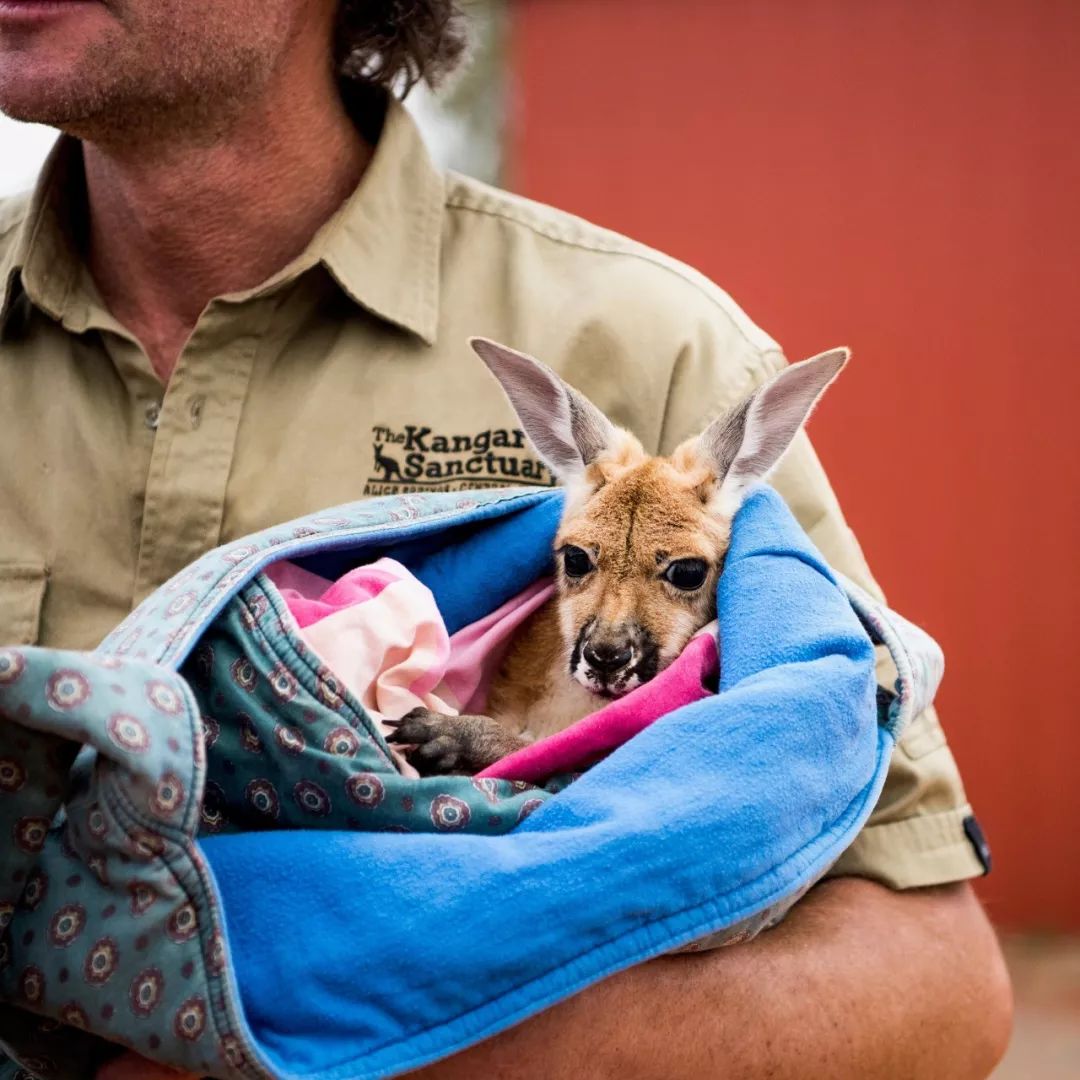 澳大利亚袋鼠手撕铁桶,袋鼠徒手捏爆铁桶