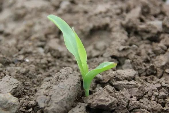 万能药芸苔素内酯,芸苔素内酯可以连续用吗