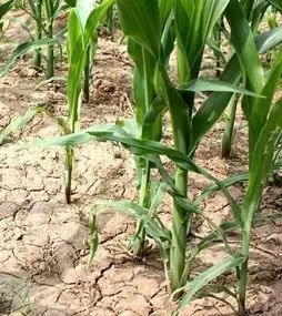 万能药芸苔素内酯,芸苔素内酯可以连续用吗