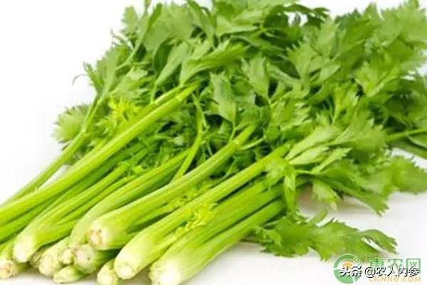 8月12日农产品批发价格,5月11日农产品批发价格