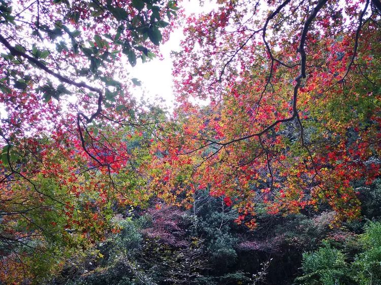 厦门云雾缭绕人间仙境山顶美景,厦门最美山上风景