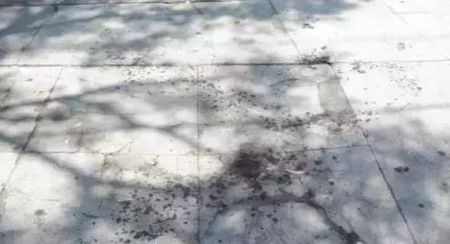 赴美留学生被害案,1962蒙古国留学生被害案