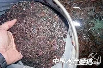 白虾vs沙蚕,虾蚕共生养殖技术