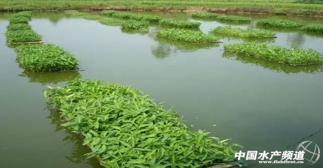 生态养鱼新模式,高档水产品养鱼最新模式