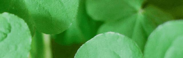 冰心与吴文藻爱情故事100字,冰心与吴文藻