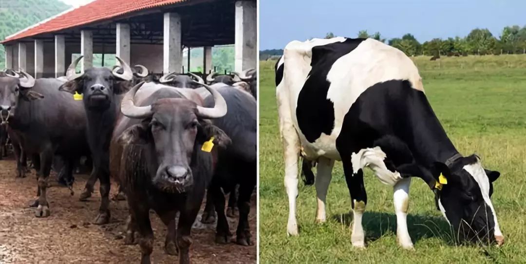 正品超级弹力直筒裤,正品100%加厚纯羊毛直筒裤