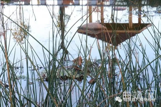 陆良一中景色照片,陆良一中校园风景