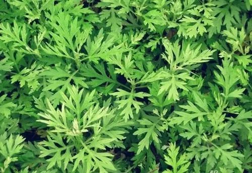 白酒加一物专治颈椎腰间盘腰腿疼,白酒加一物治疗颈肩腰腿痛实用