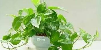 让绿植叶子不发黄的方法,让绿萝叶子肥美