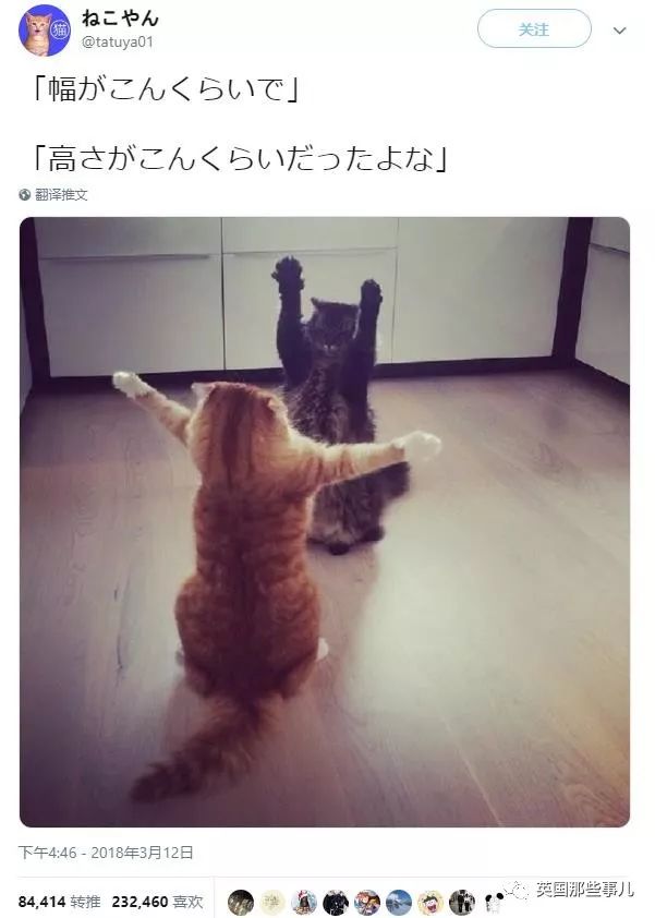 2018年在日推上“青史留名”的喵星人，引起舒适！