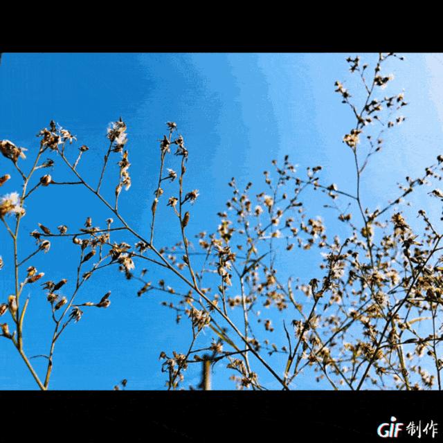 我是眉山人我骄傲！快来为爱上“东马”的四个理由疯狂打CALL