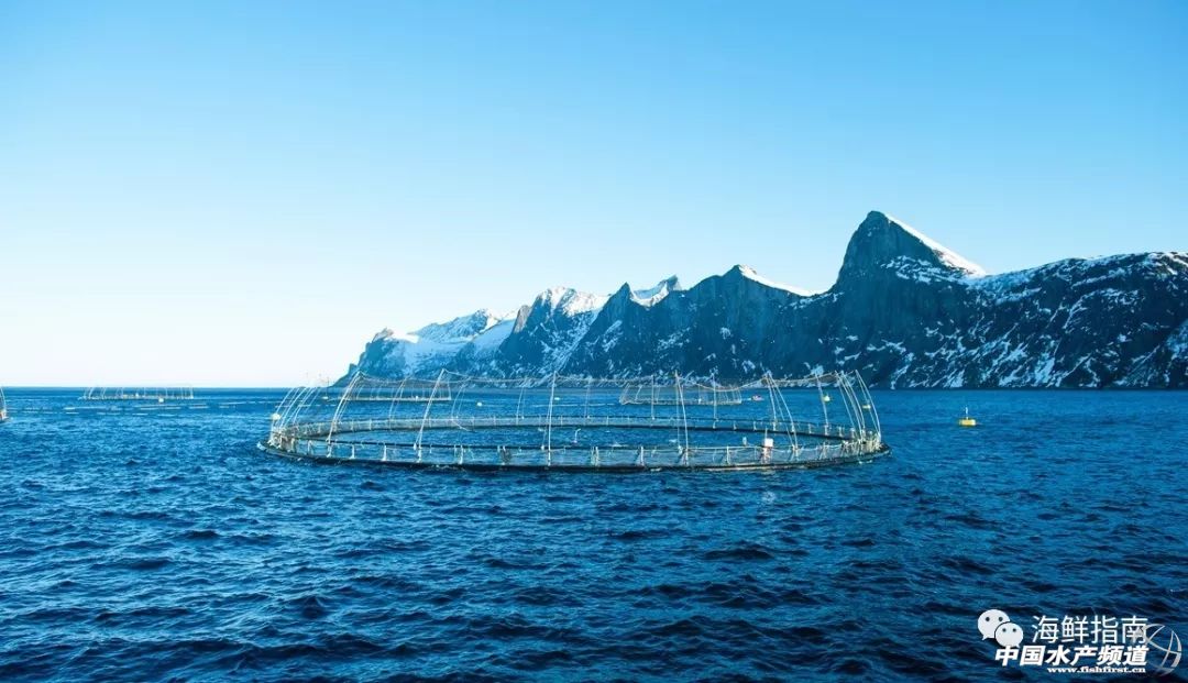 进口的三文鱼是新鲜的还是冷冻的,正宗挪威三文鱼购买渠道