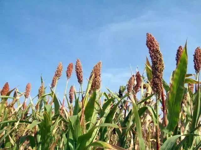 「健康」最全杂粮补益表