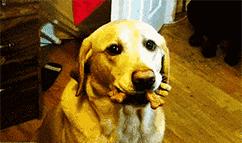 主人要牵绳vs狗狗讨厌项圈？别急，6步教你解决！