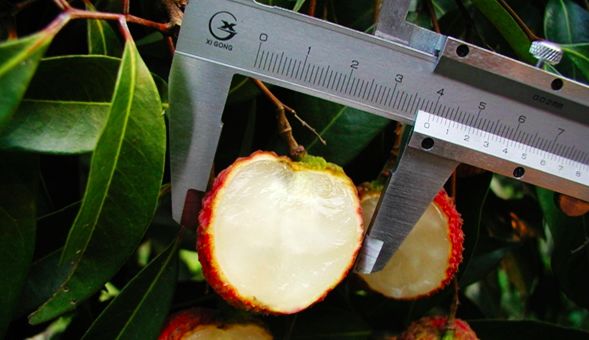 最新网红水果,目前最火的网红水果