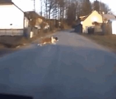 狗狗为什么喜欢吃骨头有什么影响,狗狗为什么很喜欢吃辣椒