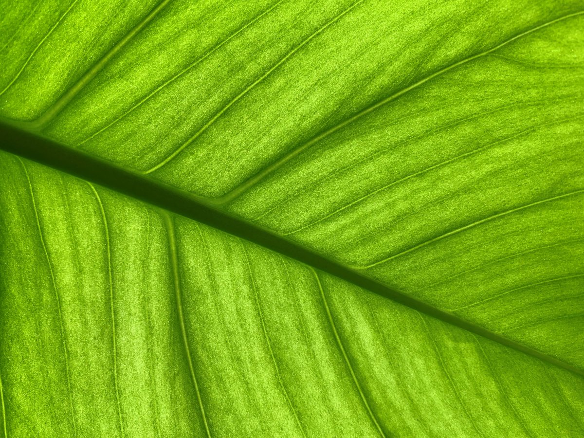 苹果xr主要是哪个摄像头拍照,苹果xr到苹果15前后置摄像头