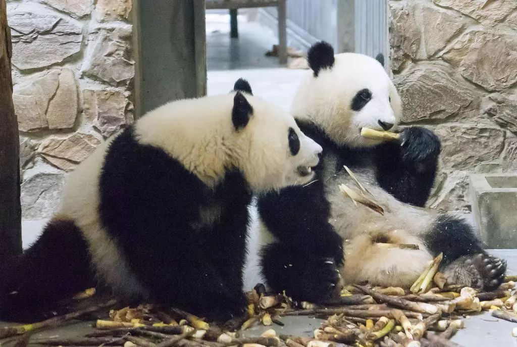 老外到底多喜欢熊猫,老外看中国大熊猫