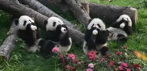 老外到底多喜欢熊猫,老外看中国大熊猫